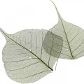 Floristik24 Feuilles de saule squelettées vert foncé, décoration naturelle, feuilles décoratives 200 pièces