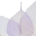 Floristik24 Squelettes de feuilles de saule violet clair (200 p.)