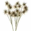 Floristik24 Xanthium fleur artificielle décoration d&#39;automne 6 fleurs crème, marron 80cm 3pcs
