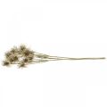 Floristik24 Xanthium fleur artificielle décoration d&#39;automne 6 fleurs crème, marron 80cm 3pcs
