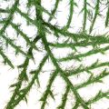 Kunstpflanze bambou vert 132