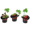 Floristik24 Trèfle et scarabée porte-bonheur en haut-de-forme, 7 cm, lot de 3