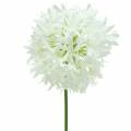 Floristik24 Allium artificiel Blanc Ø12cm H62cm
