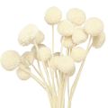 Floristik24 Craspedia pilons séchés crème 45-55cm 20 pcs