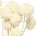 Craspedia pilons séchés crème 45-55cm 20 pcs | Floristik24.fr