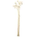 Craspedia pilons séchés crème 45-55cm 20 pcs | Floristik24.fr