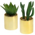 Floristik24 Cactus vert en pot doré 12cm - 17cm 4pcs