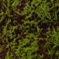 Mousse Artificielle Grand Tapis de Mousse Marron Vert 100×50cm | Floristik24.fr