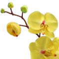 Floristik24 Orchidée artificielle jaune 68cm