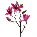 Floristik24 Branche de magnolia fuchsia 40 cm 4 p.