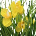 Floristik24 Narcisse jaune en pot avec herbe 25 cm