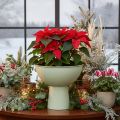 Coupe décorative sur pied pour plantes 25 cm effet granit vert gris | Floristik24.fr
